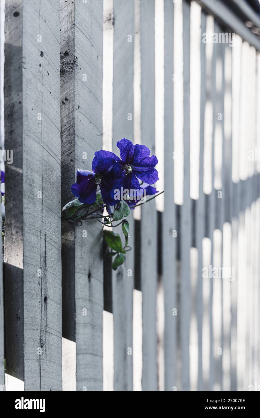 Old wooden fence flowers hi-res stock photography and images - Alamy