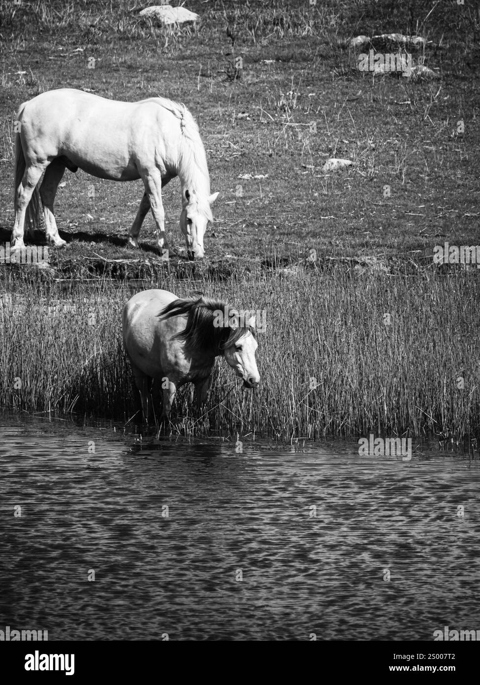 Two horses black white Black and White Stock Photos & Images - Alamy