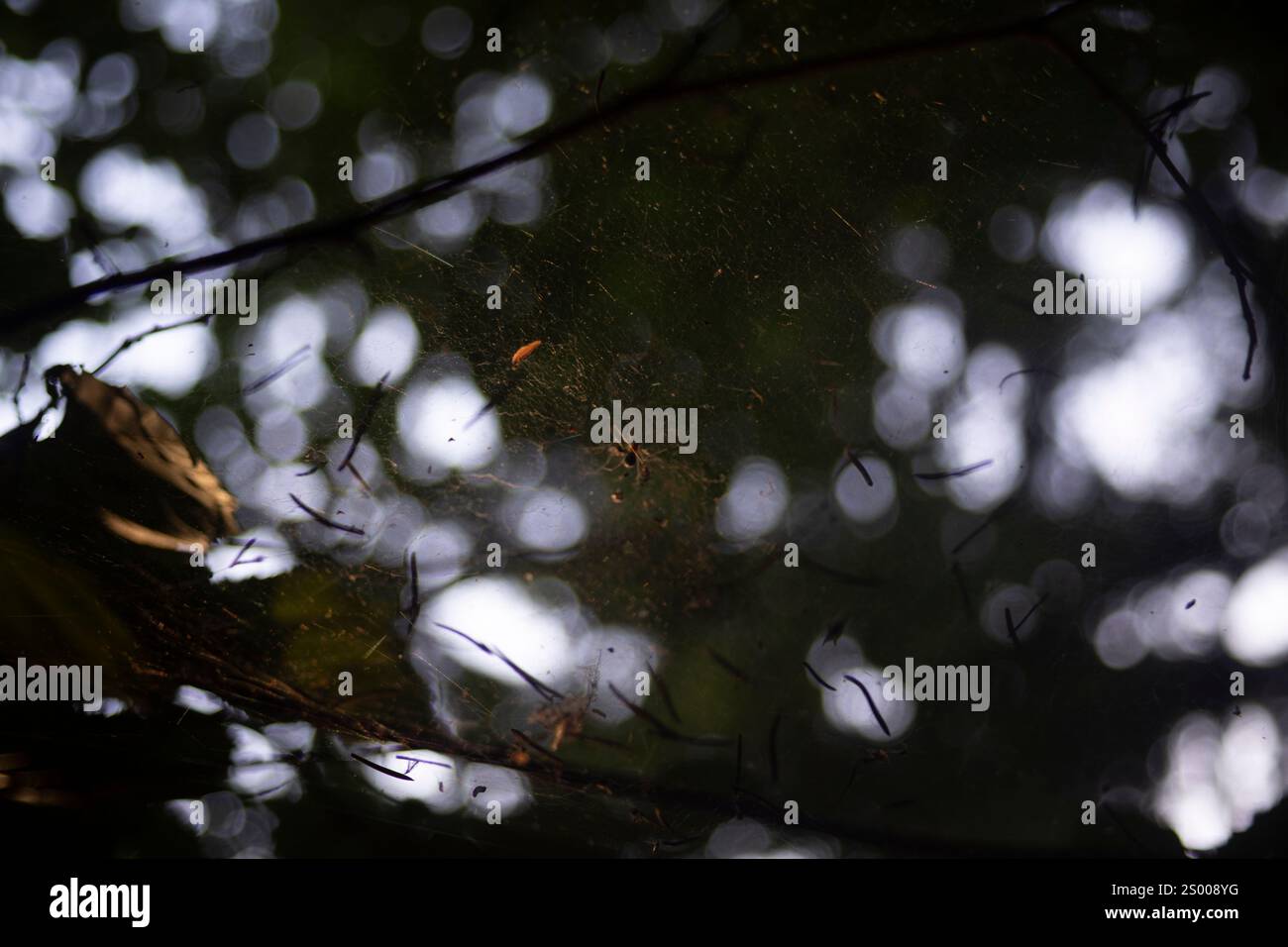 A spider web in a blur. Insect on a spider web. Stock Photo