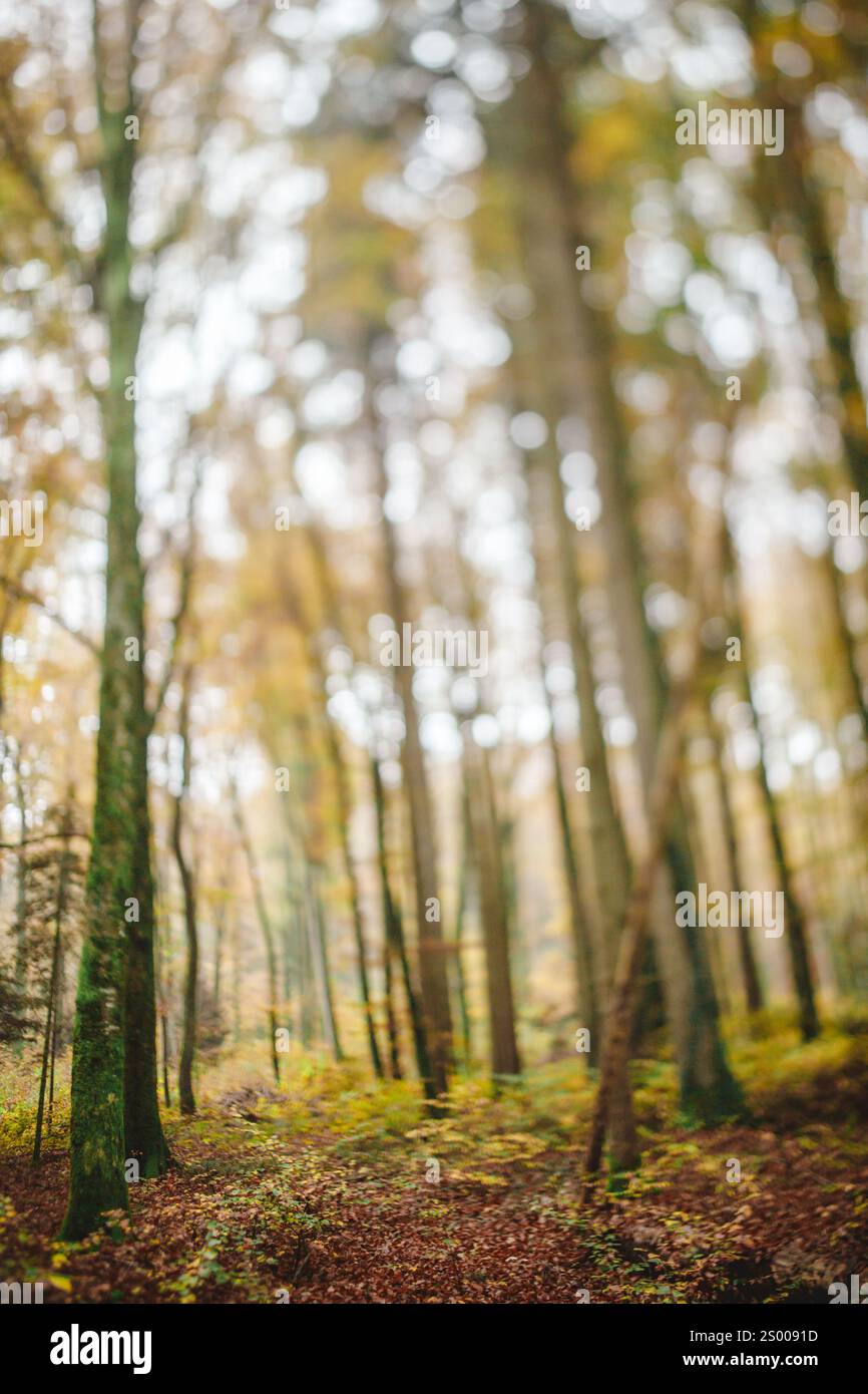 Trees in the forest with yellow leaves out of focus Stock Photo