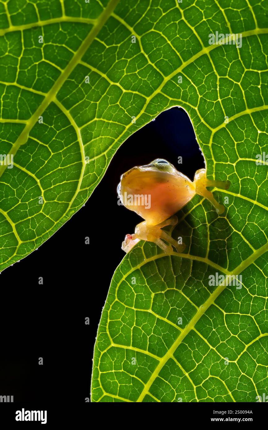 Golden brown frog hi-res stock photography and images - Alamy