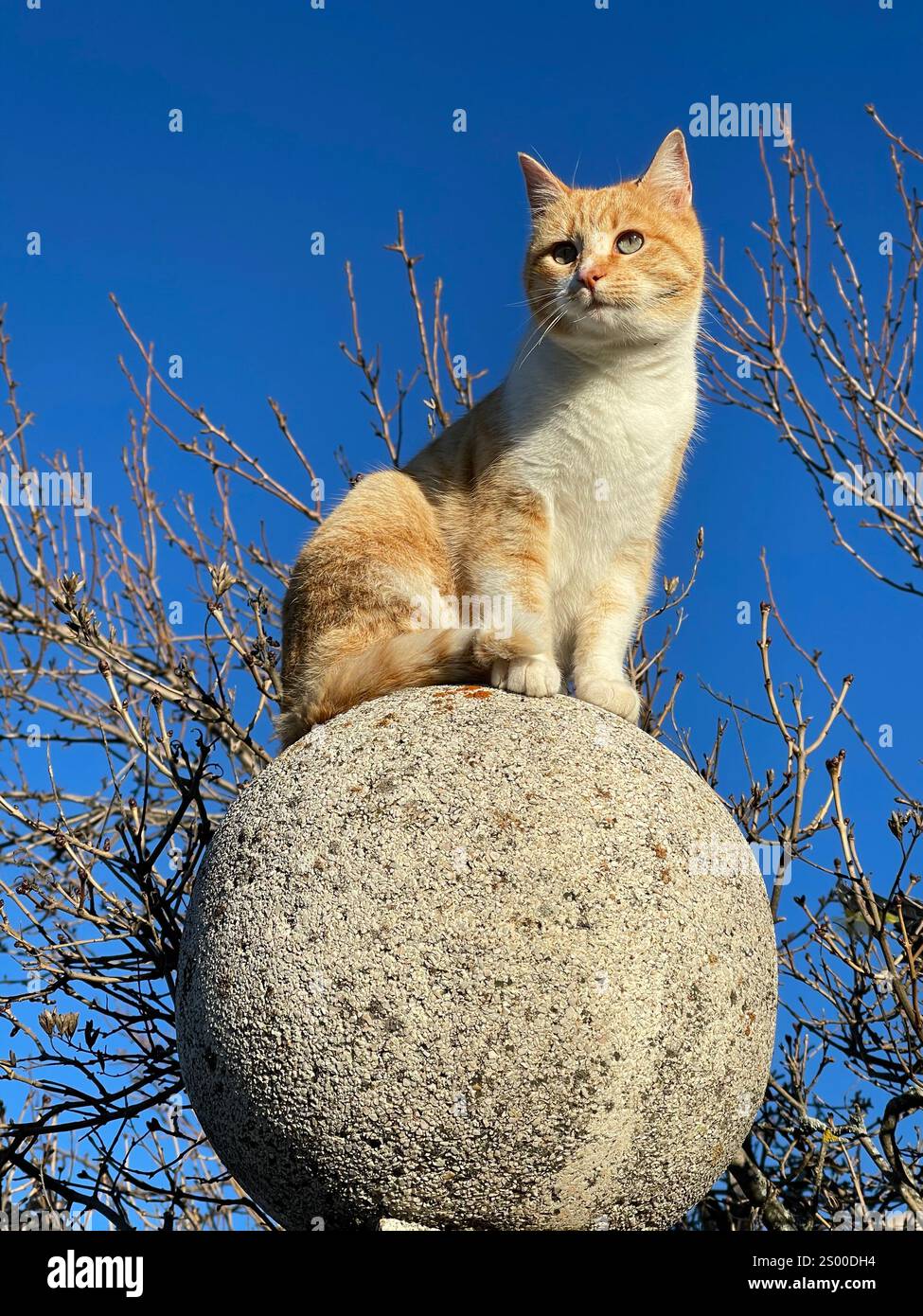 Tabby and white cat sitting on stone ball. - Smartphone Captured Stock Image