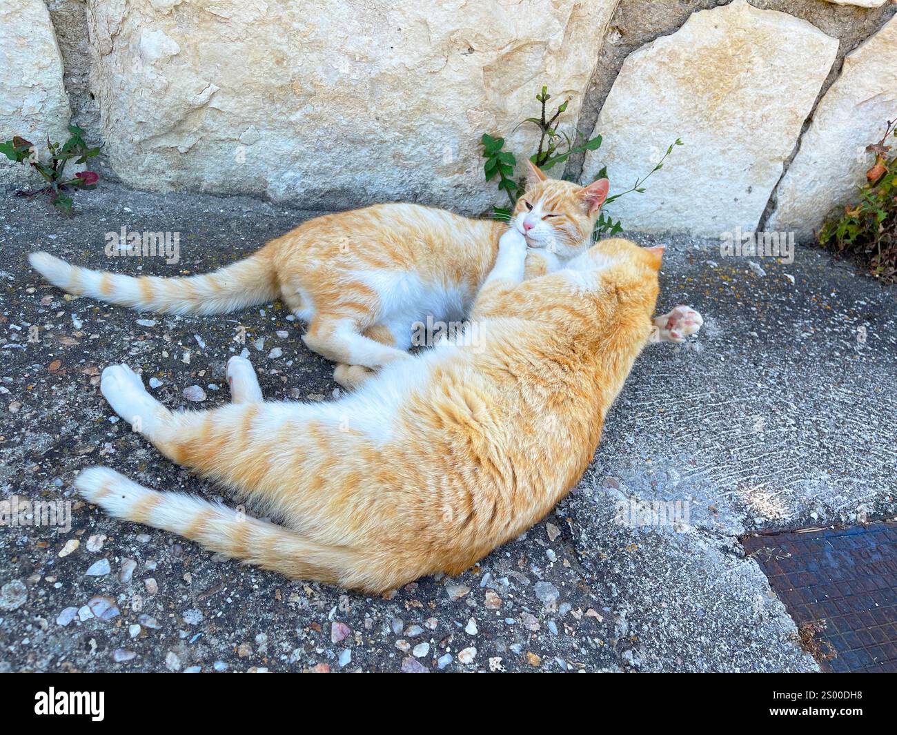 Two cats playing in the street. - Smartphone Captured Stock Image