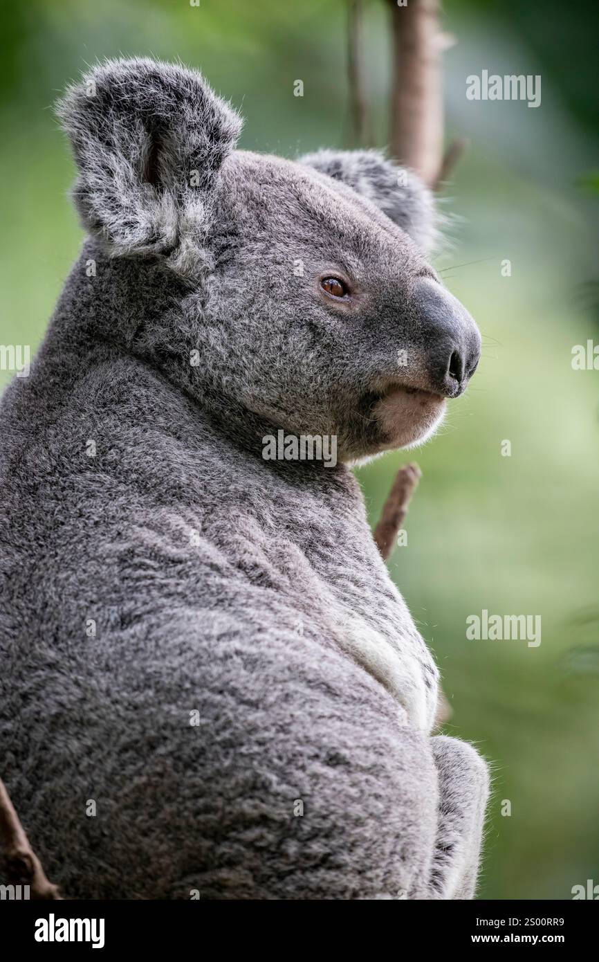 The koala (Phascolarctos cinereus) is an arboreal herbivorous marsupial native to Australia. Stock Photo