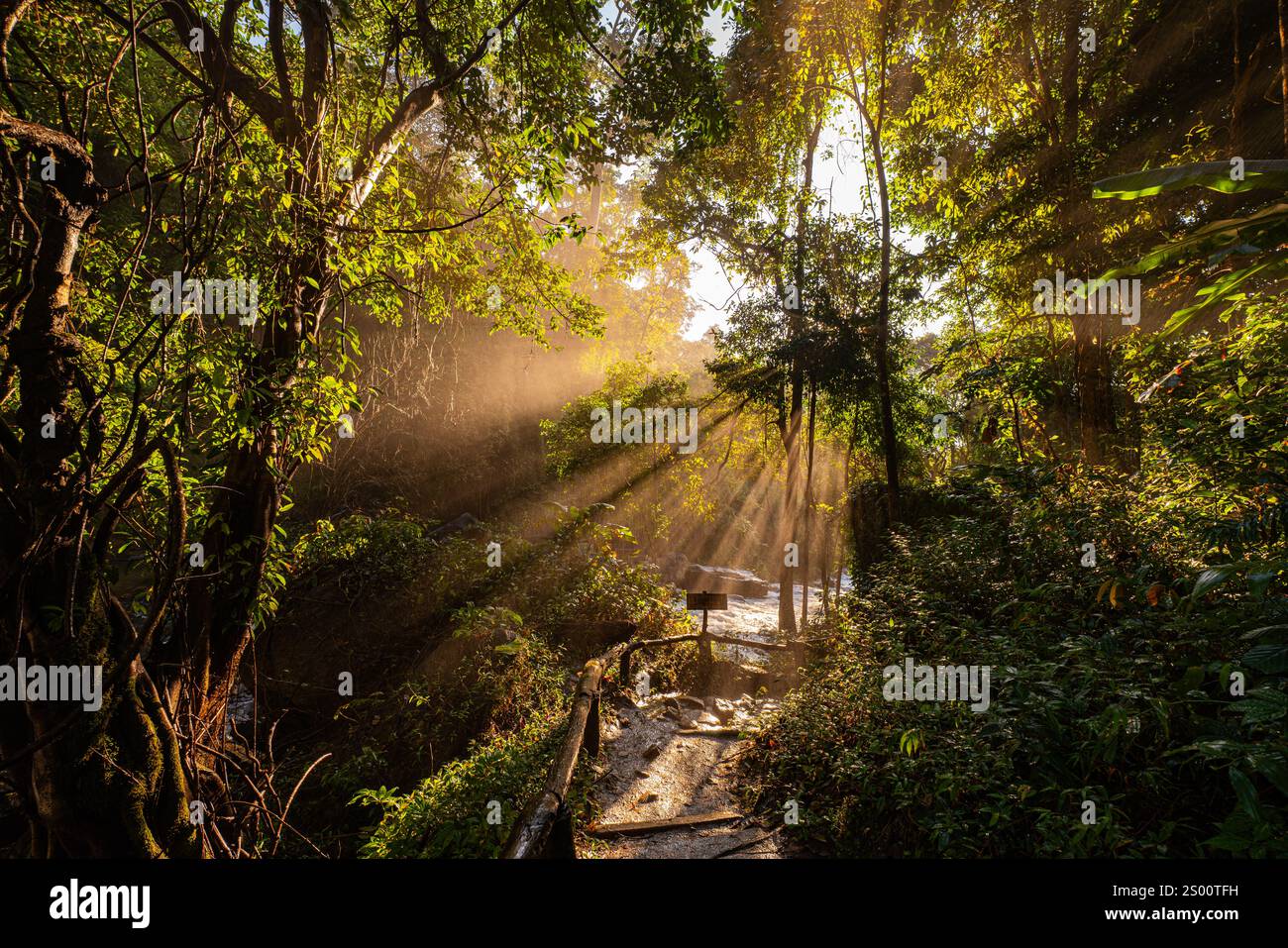 Golden sunlight streams through a dense forest canopy, casting dramatic ...