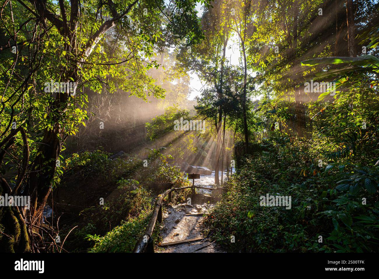 Golden sunlight streams through a dense forest canopy, casting dramatic ...