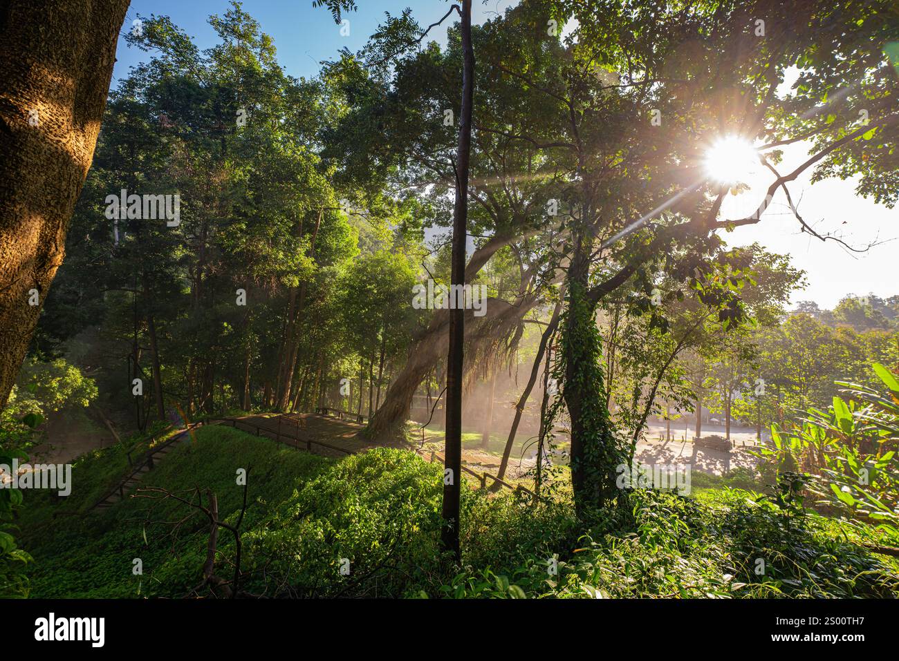 Golden sunlight streams through a dense forest canopy, casting dramatic ...
