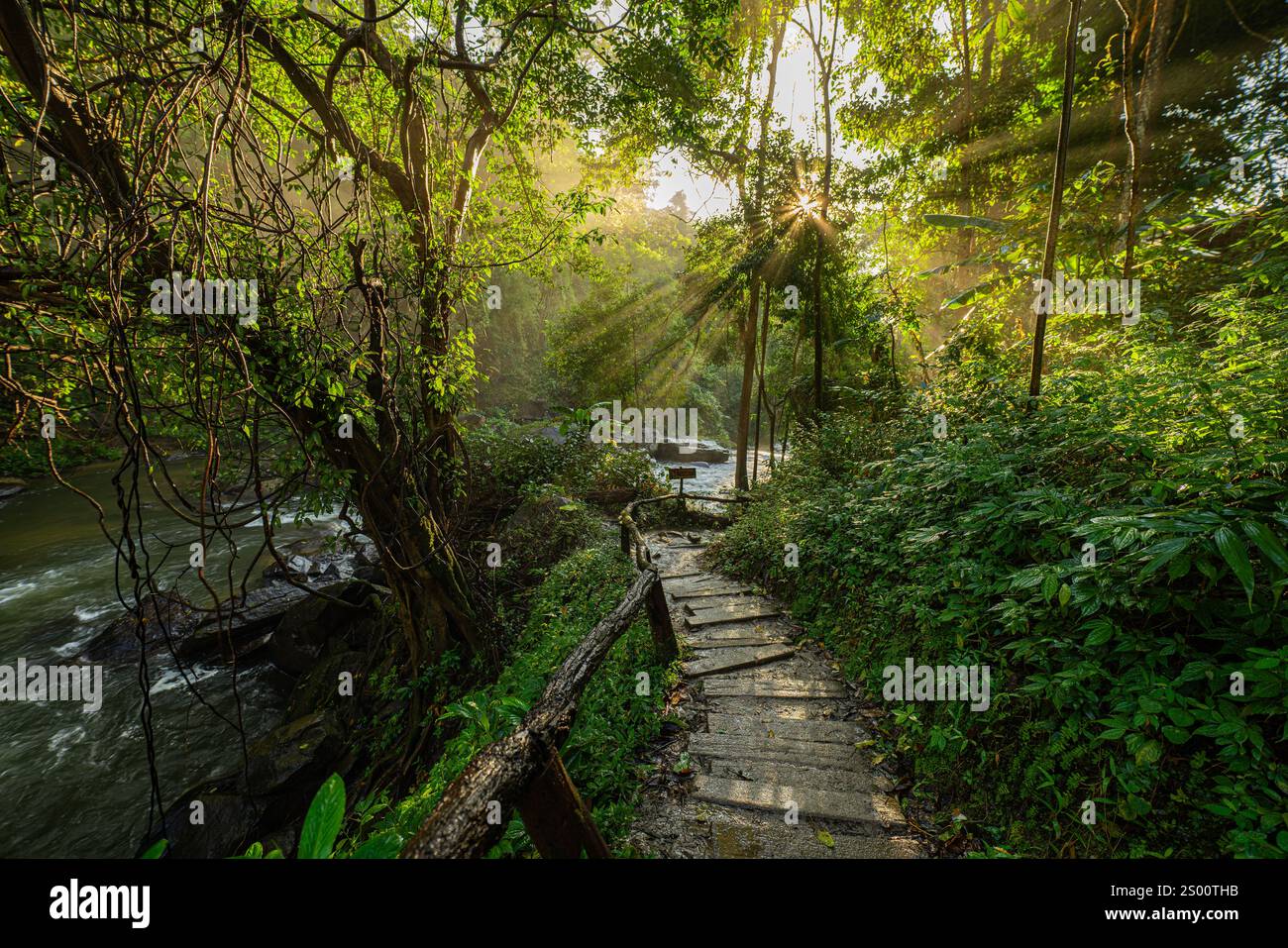 Golden sunlight streams through a dense forest canopy, casting dramatic ...