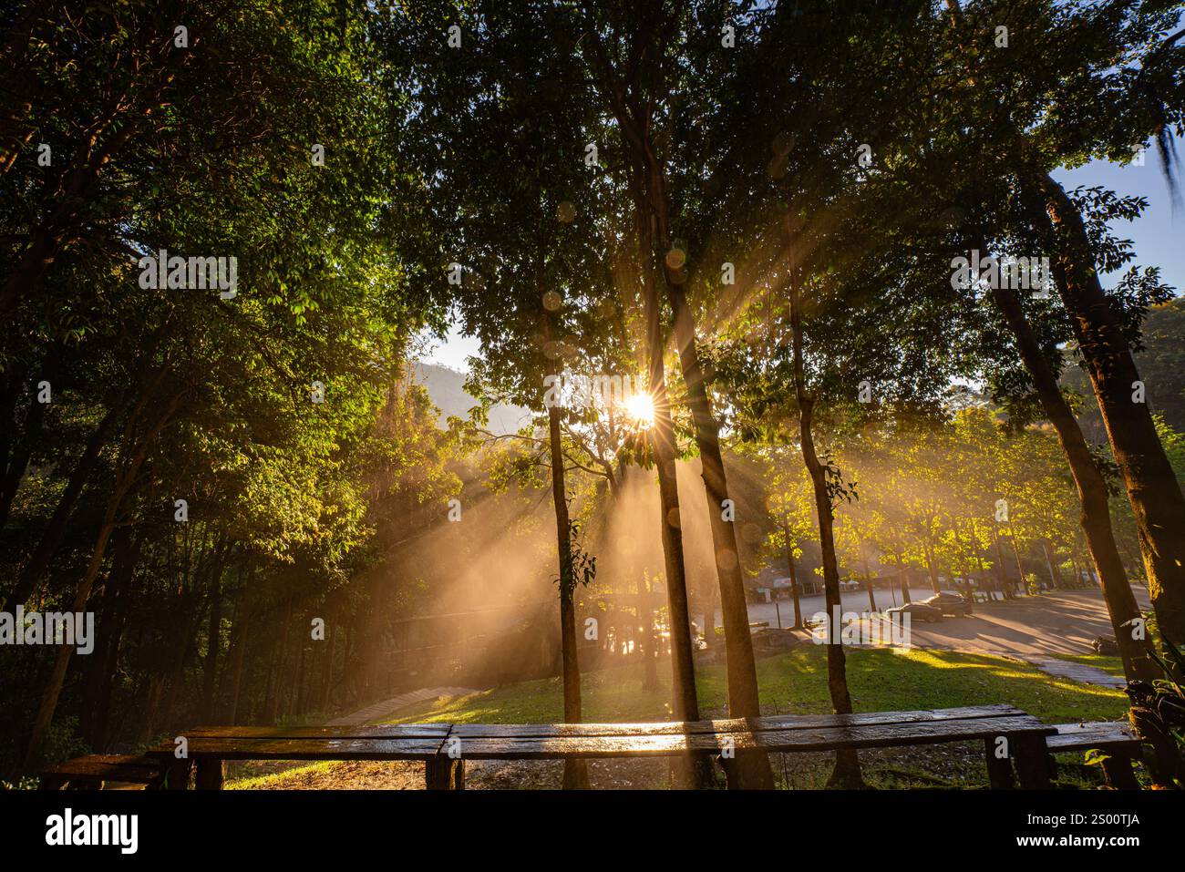 Golden sunlight streams through a dense forest canopy, casting dramatic ...
