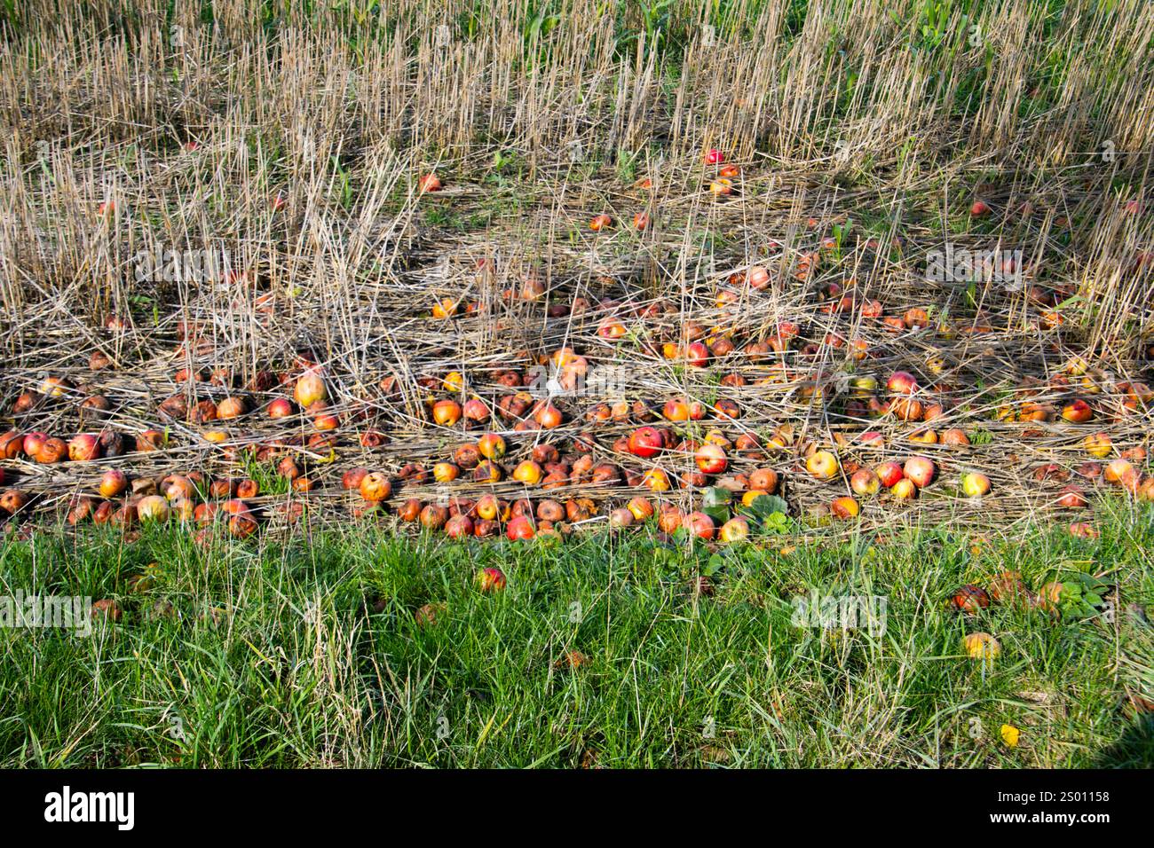 Rotting Reeds And Rushes Rotting vegetation hi-res stock photography and images - Alamy