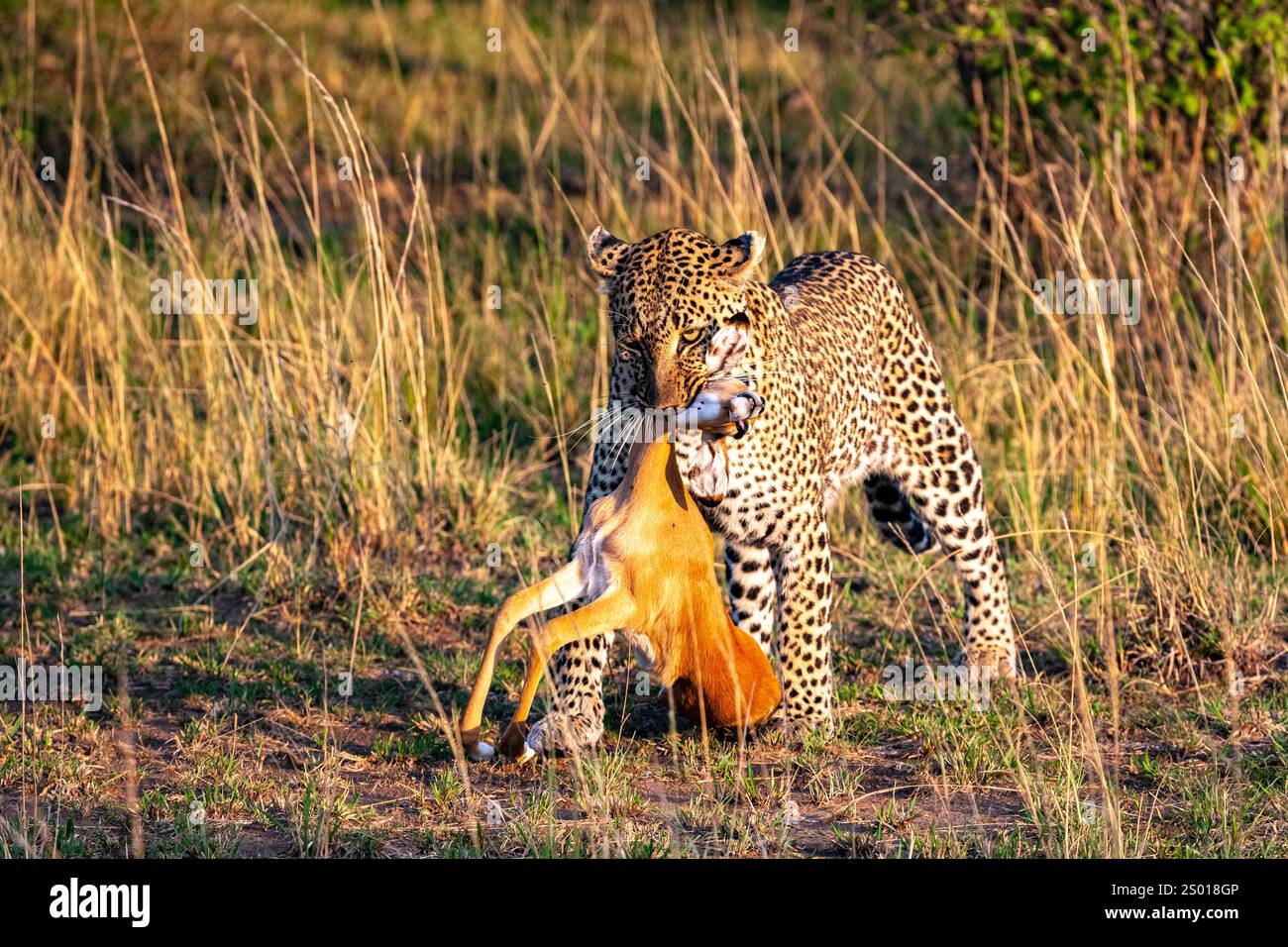 Africa cat running leopard hi-res stock photography and images - Alamy