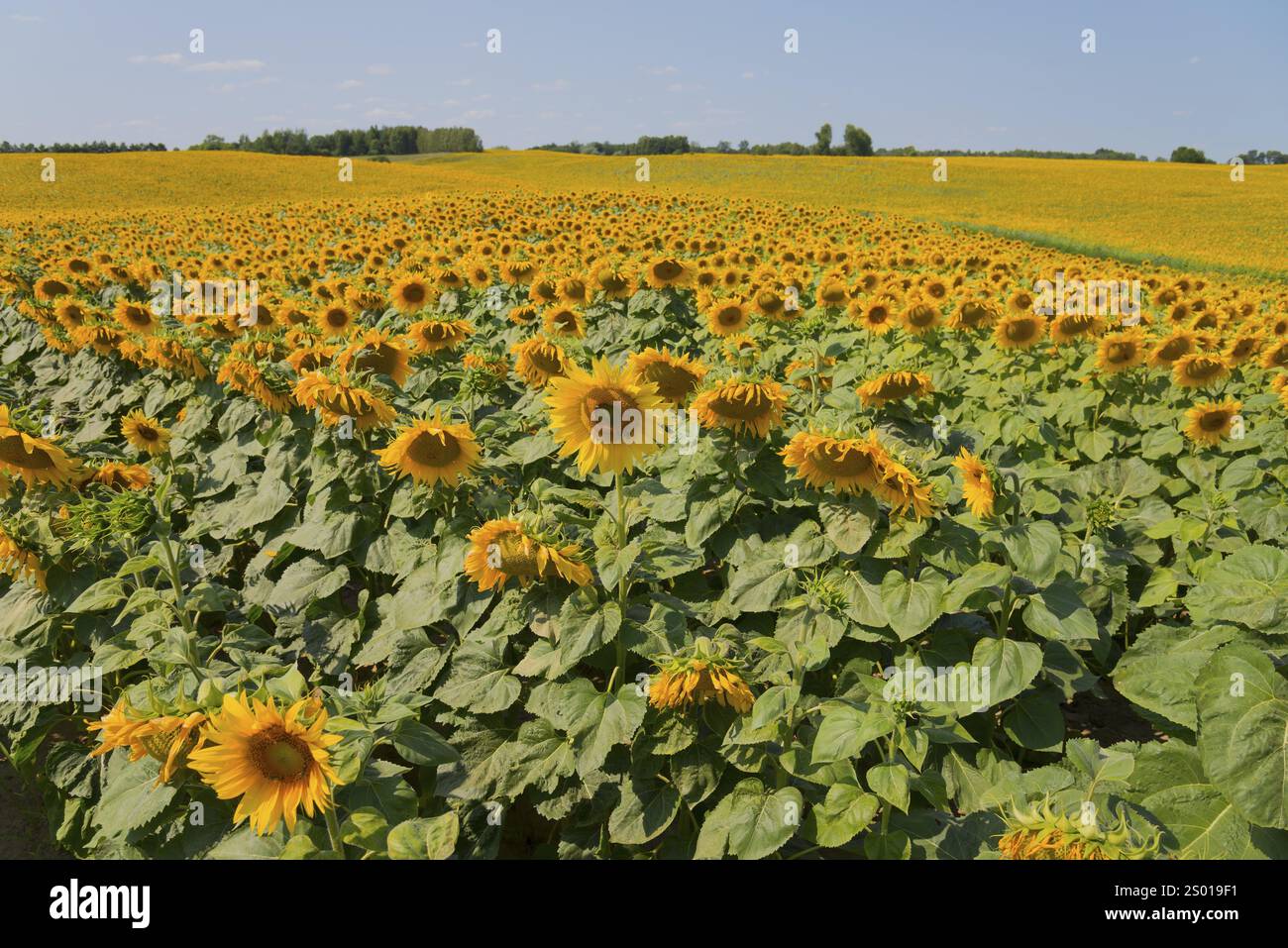 Wide field of sunflowers under a clear, sunny sky, Poland, Europe Stock ...