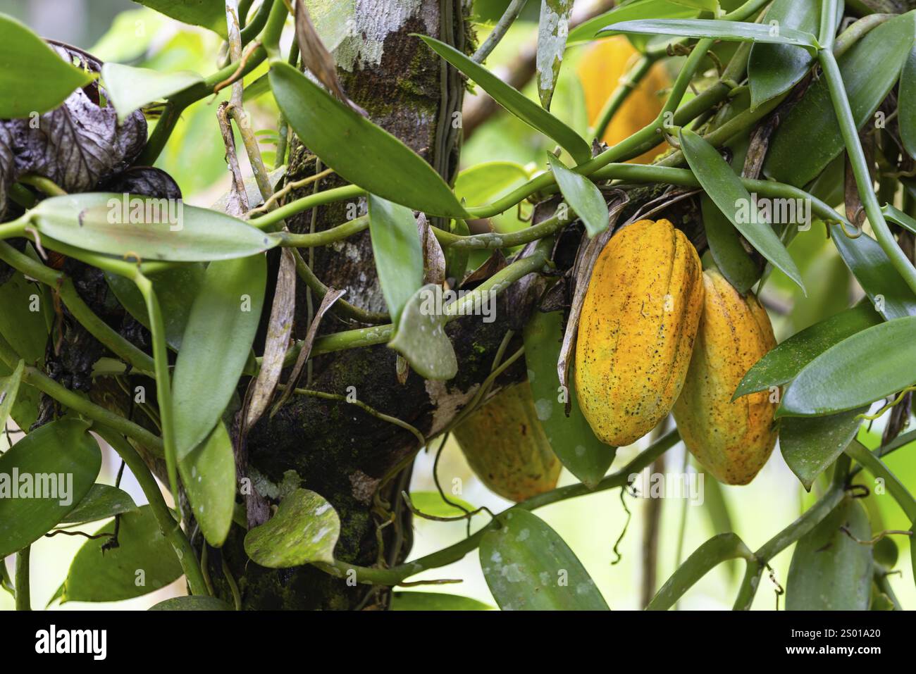 Cocoa fruit on a tree, cocoa (Theobroma cacao), Costa Rica, Central America Stock Photo