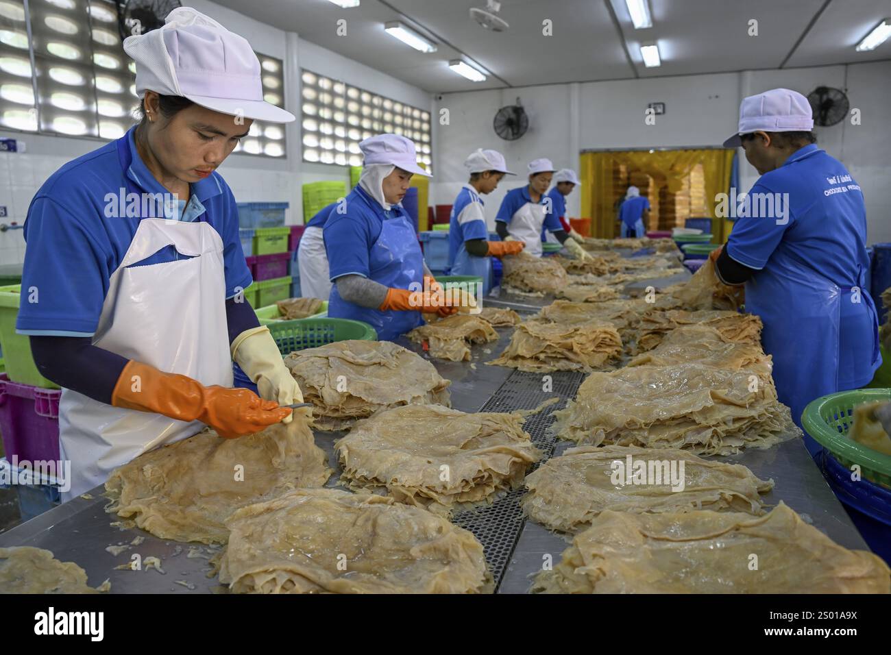 Employees of the company Chockdee Sea Products prepare dried jellyfish for export, Min Buri, near Bangkok, Thailand, Asia Stock Photo