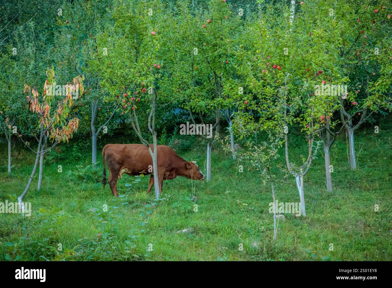 Peaceful serene scene cattle calmly hi-res stock photography and images ...