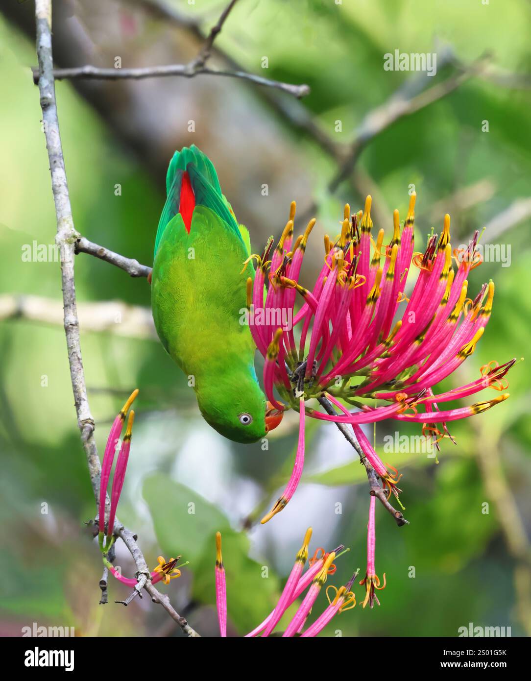 flowerthis.gdn Nectar feeding parrot hi-res stock photography and images - Alamy