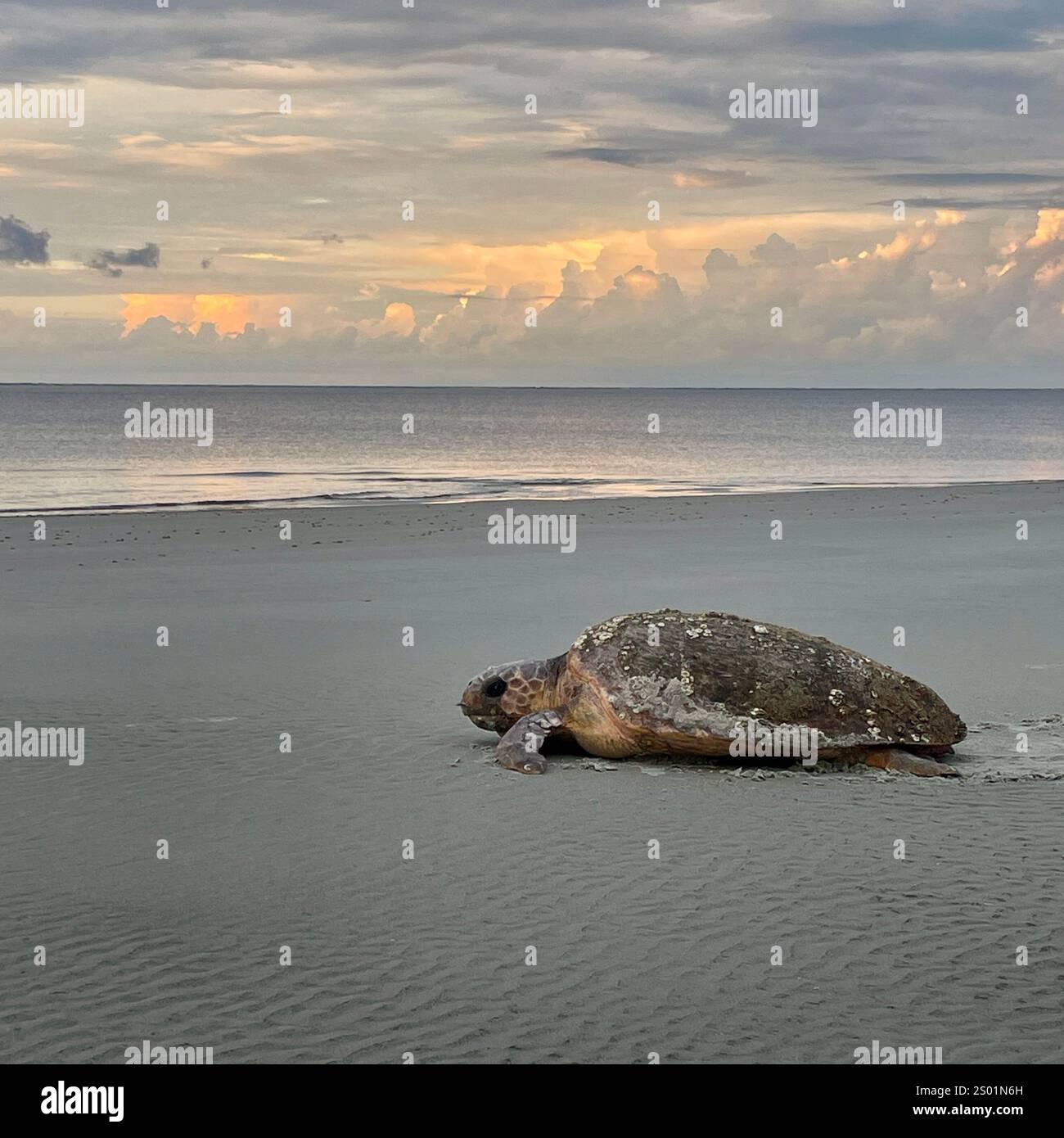 Loggerhead Sea Turtle on Beach - Smartphone Captured Stock Image