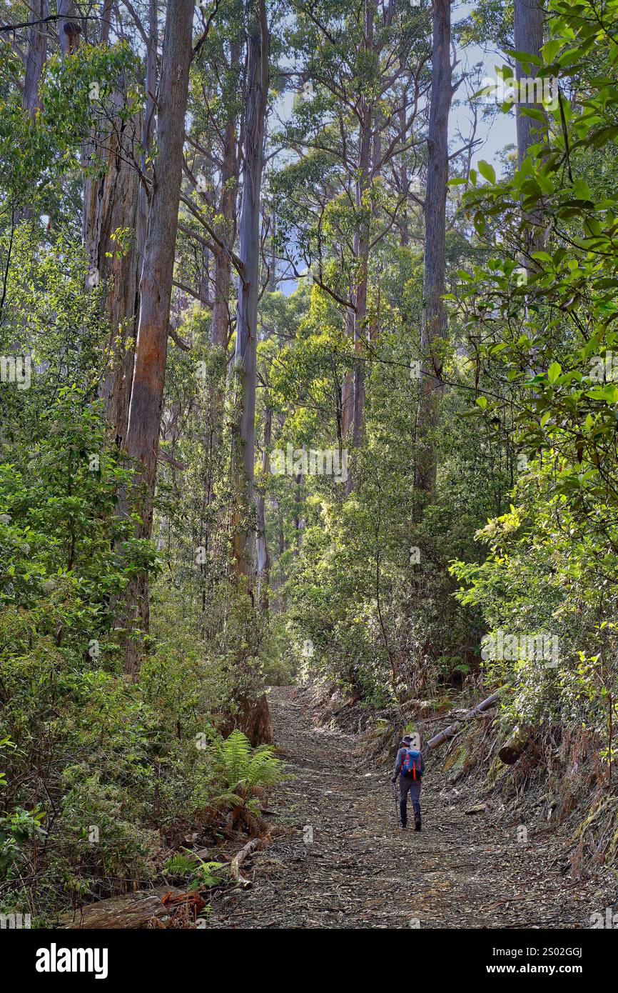 Solo hiker on trail in thick forest of eucalyptus trees on lower Mount Roland Regional Reserve, Sheffield, Tasmania, Australia Stock Photo