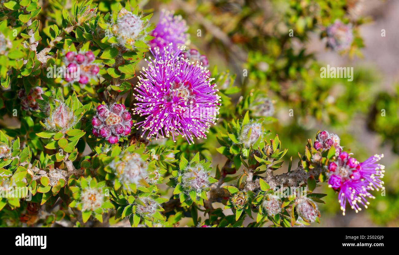 Purple flowers of Swamp honey-myrtle (Melaleuca squamea) in summer alpine bushland on Mount Roland Regional Reserve, Sheffield, Tasmania, Australia Stock Photo