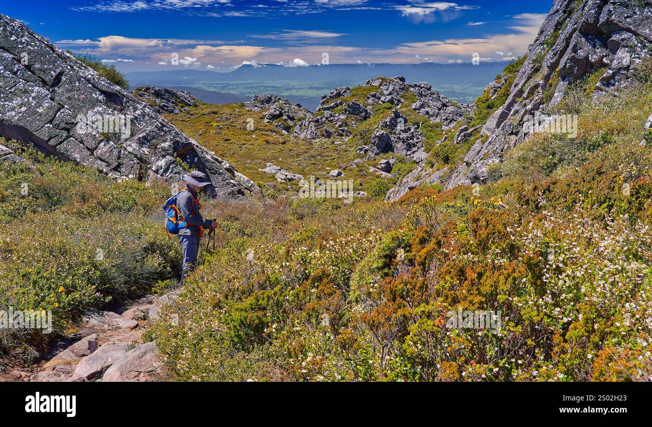 Solo hiker in flowering alpine vegetation on a sunny day on Mount Roland Regional Reserve, Sheffield, Tasmania, Australia Stock Photo