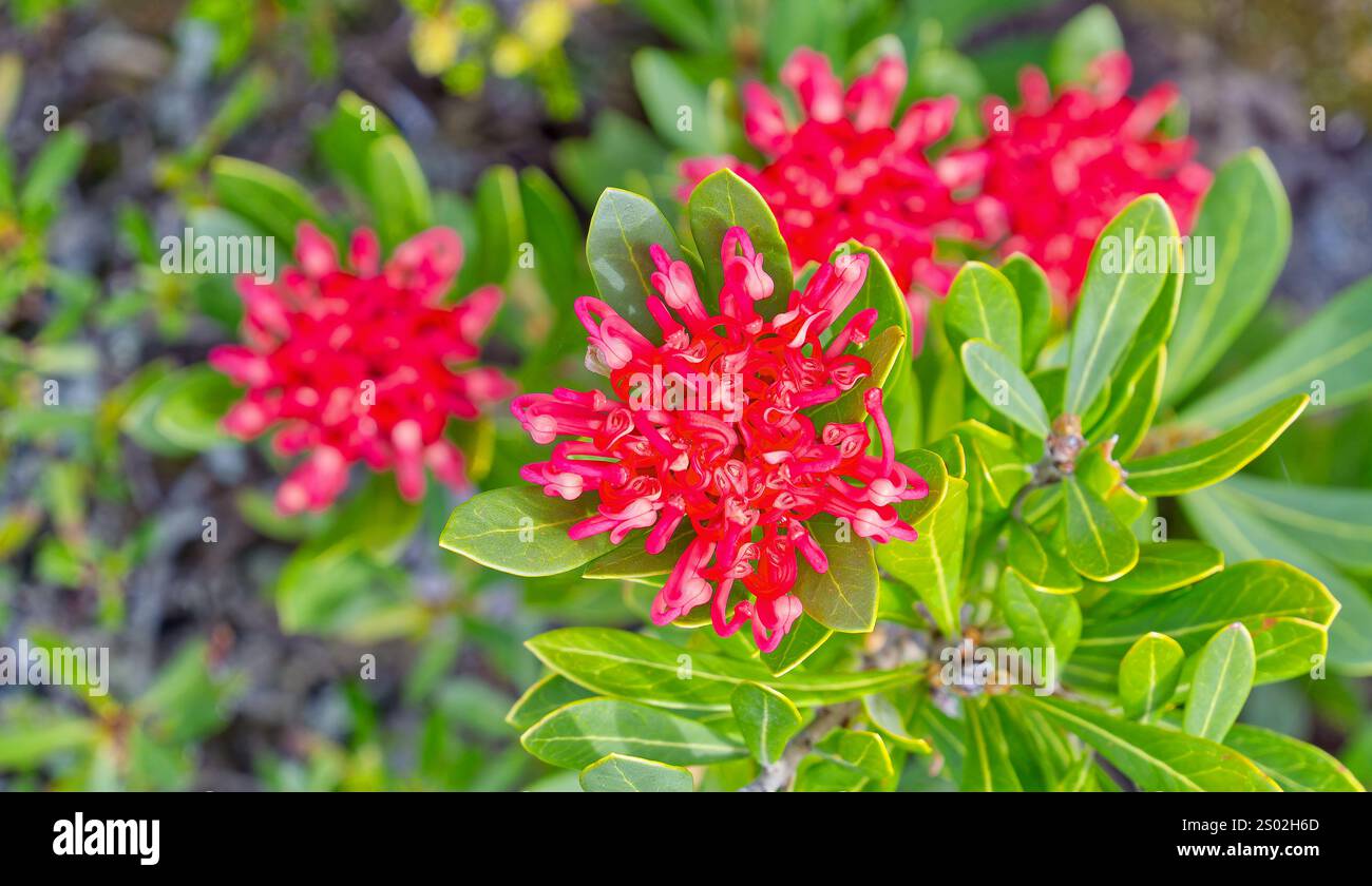 Flowering Tasmanian waratah (Telopea truncata) in Summer at Pine Lake, Central Highlands, Tasmania, Australia Stock Photo