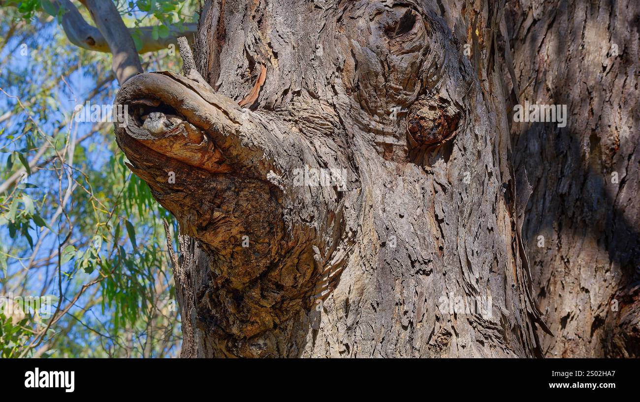 An Australian owlet-nightjar (Aegotheles cristatus) bird in a nesting ...