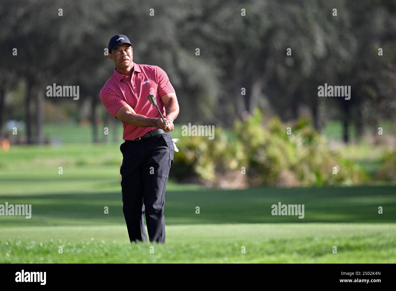 Tiger Woods chips onto the 13th green during the final round of the PNC