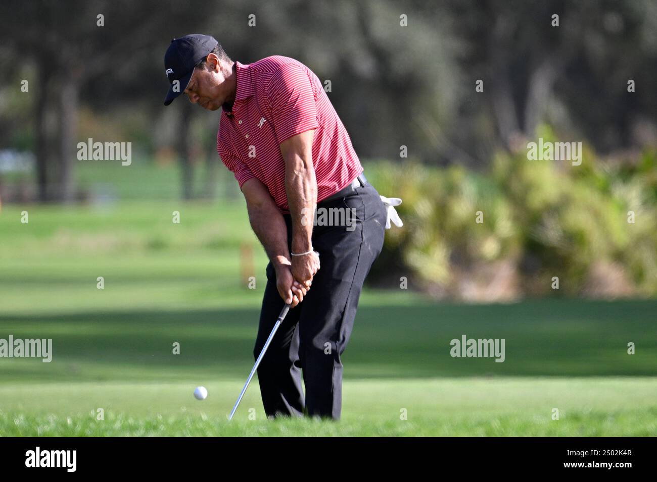Tiger Woods chips onto the 13th green during the final round of the PNC