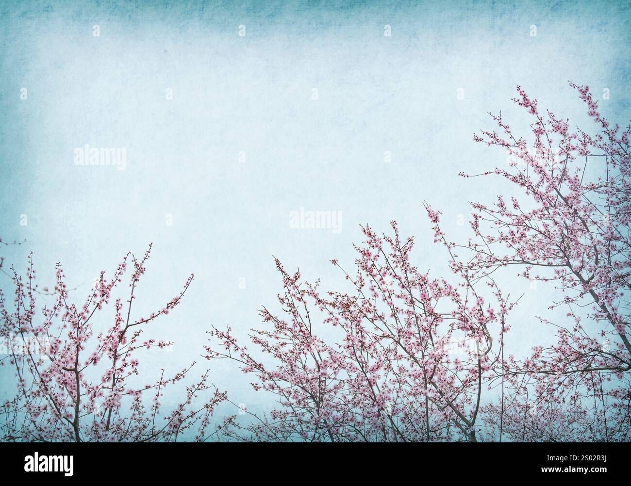 plum blossom blossom on Old antique vintage paper background Stock Photo