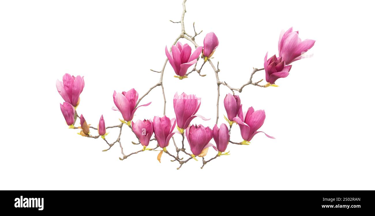 magnolia branch with pink flower and spring branch isolated on white ...