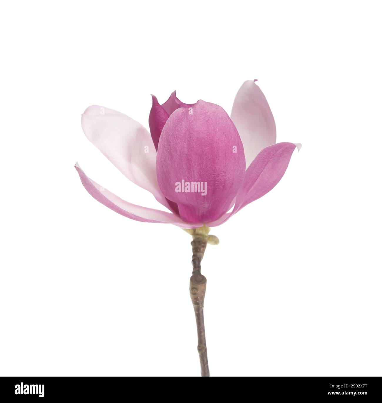 pink magnolia flower isolated on white background Stock Photo - Alamy
