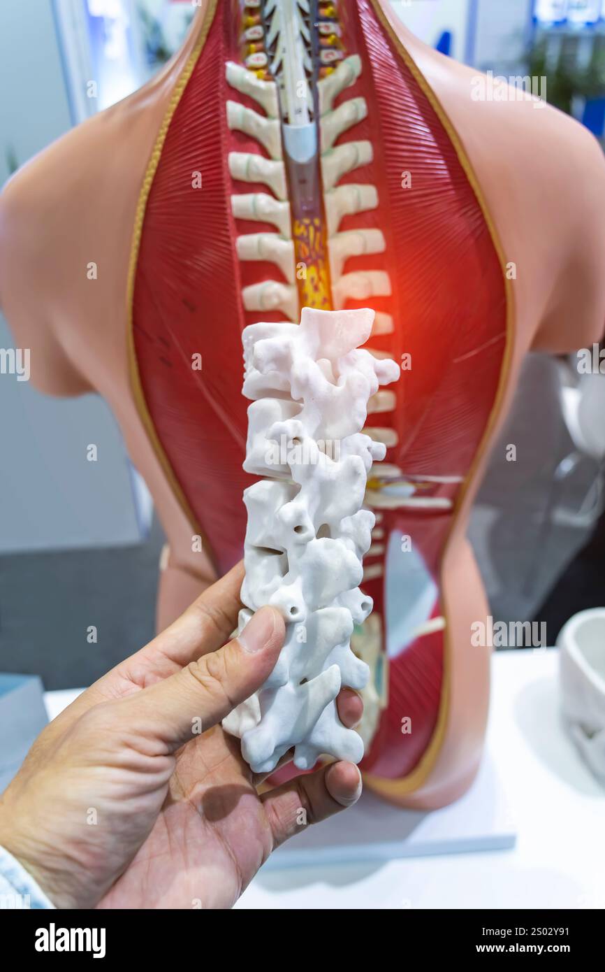 hand with 3d printed human spine in 3d printer on Spine Model Stock Photo