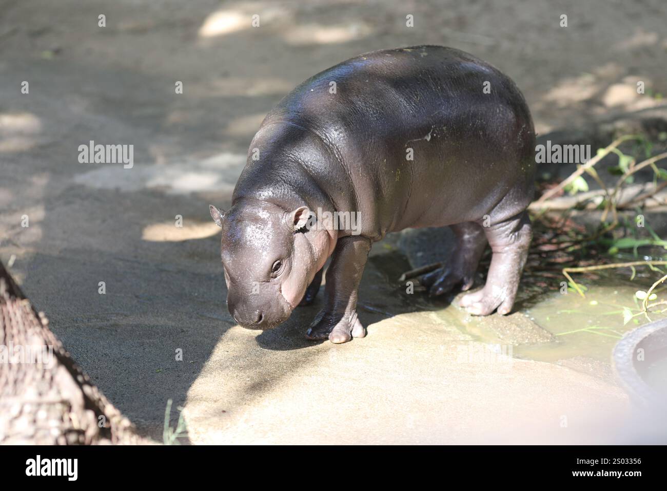 Moo deng hi-res stock photography and images - Alamy