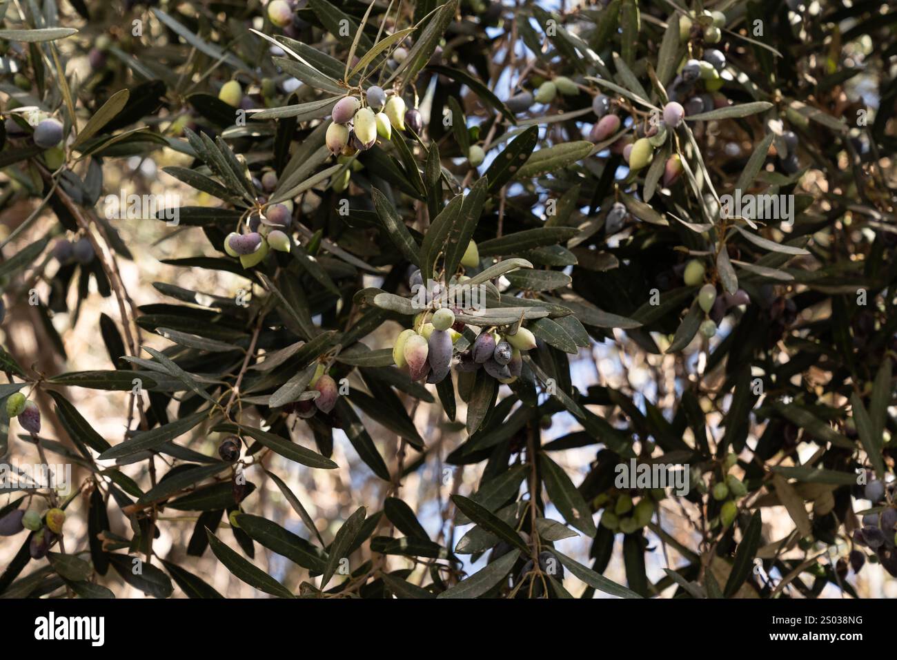 Olive tree branches with ripening fruits and green leaves Stock Photo ...