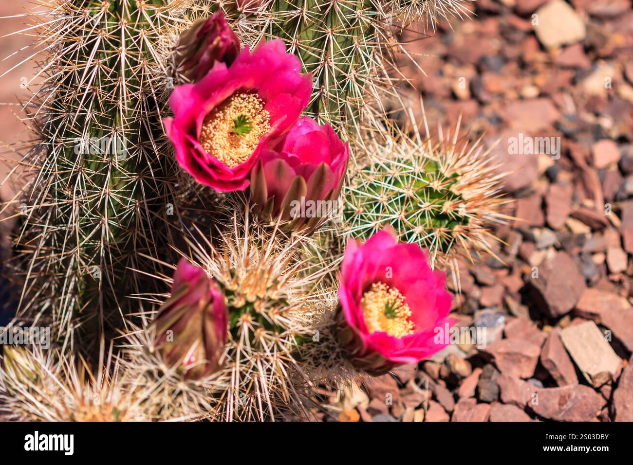 A group of pink flowers on a cactus. The flowers are in full bloom and ...