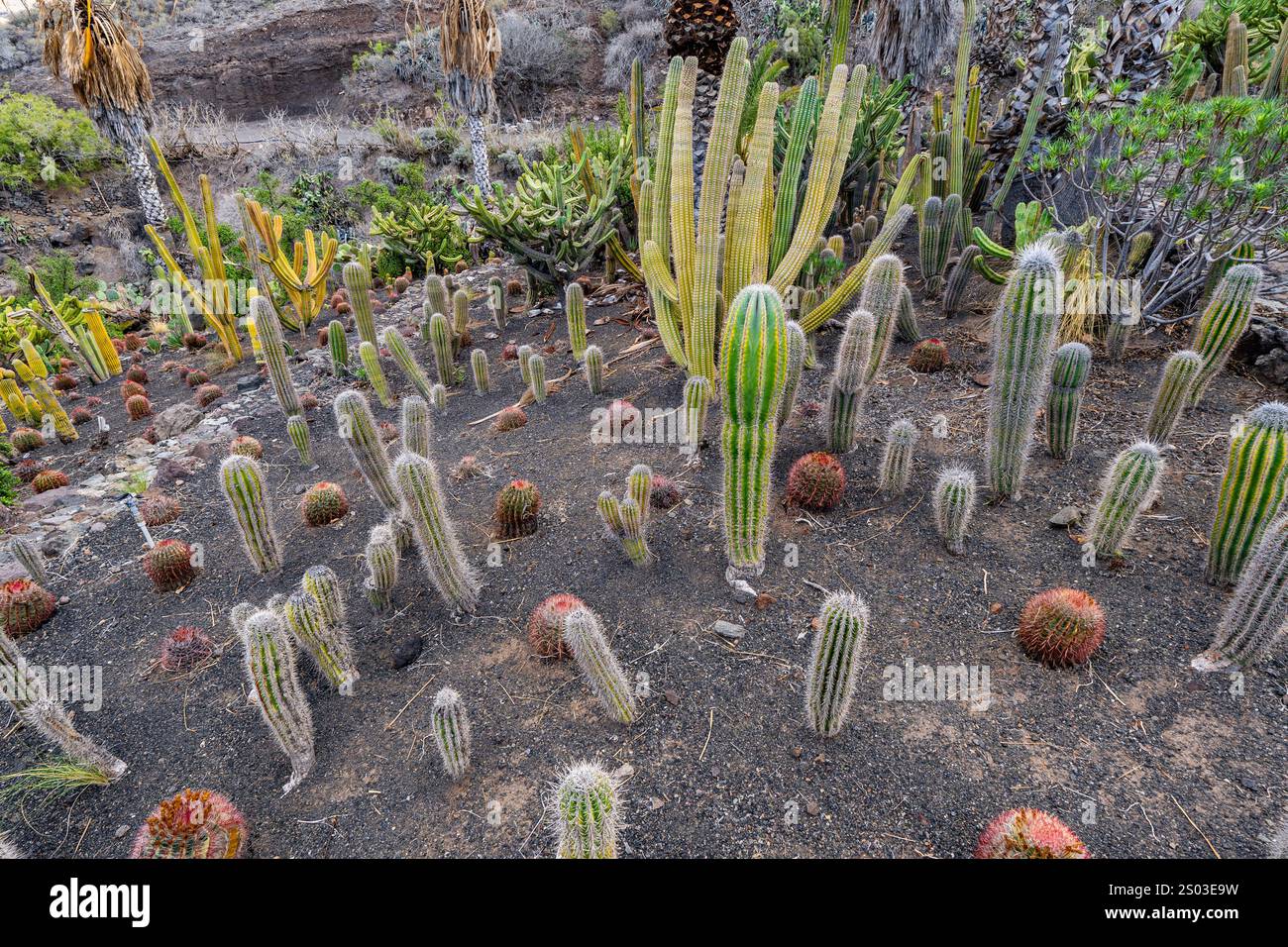 A desert scene with many cacti and a few other desert plants of various sizes and shapes clustered together