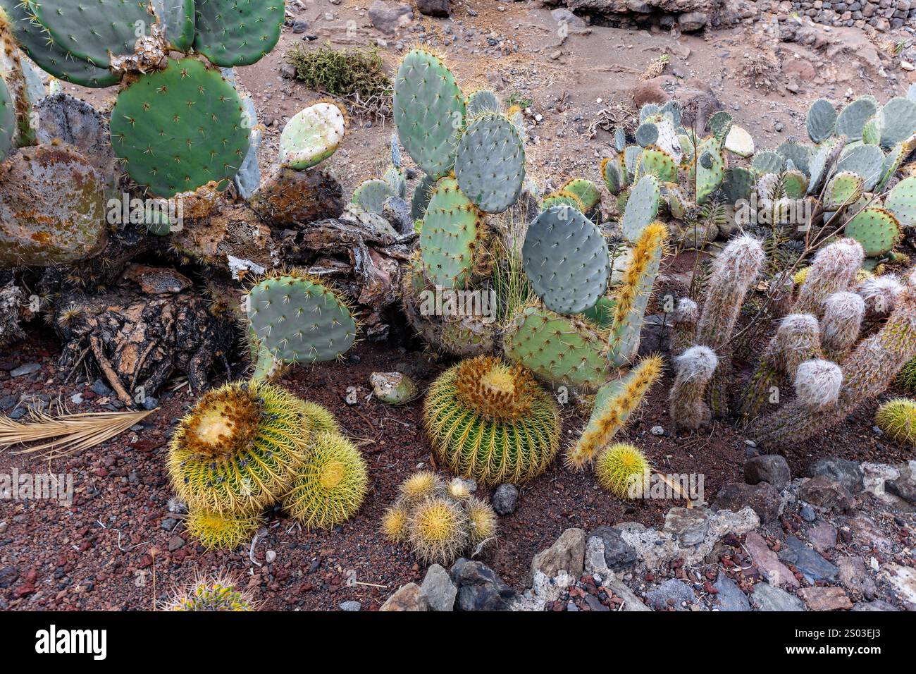 a-group-of-cacti-and-other-desert-plants-are-growing-in-a-rocky-area