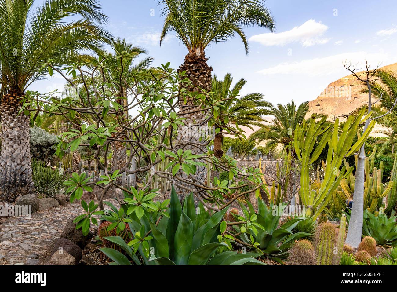 A lush green garden with many different types of plants, including palm ...