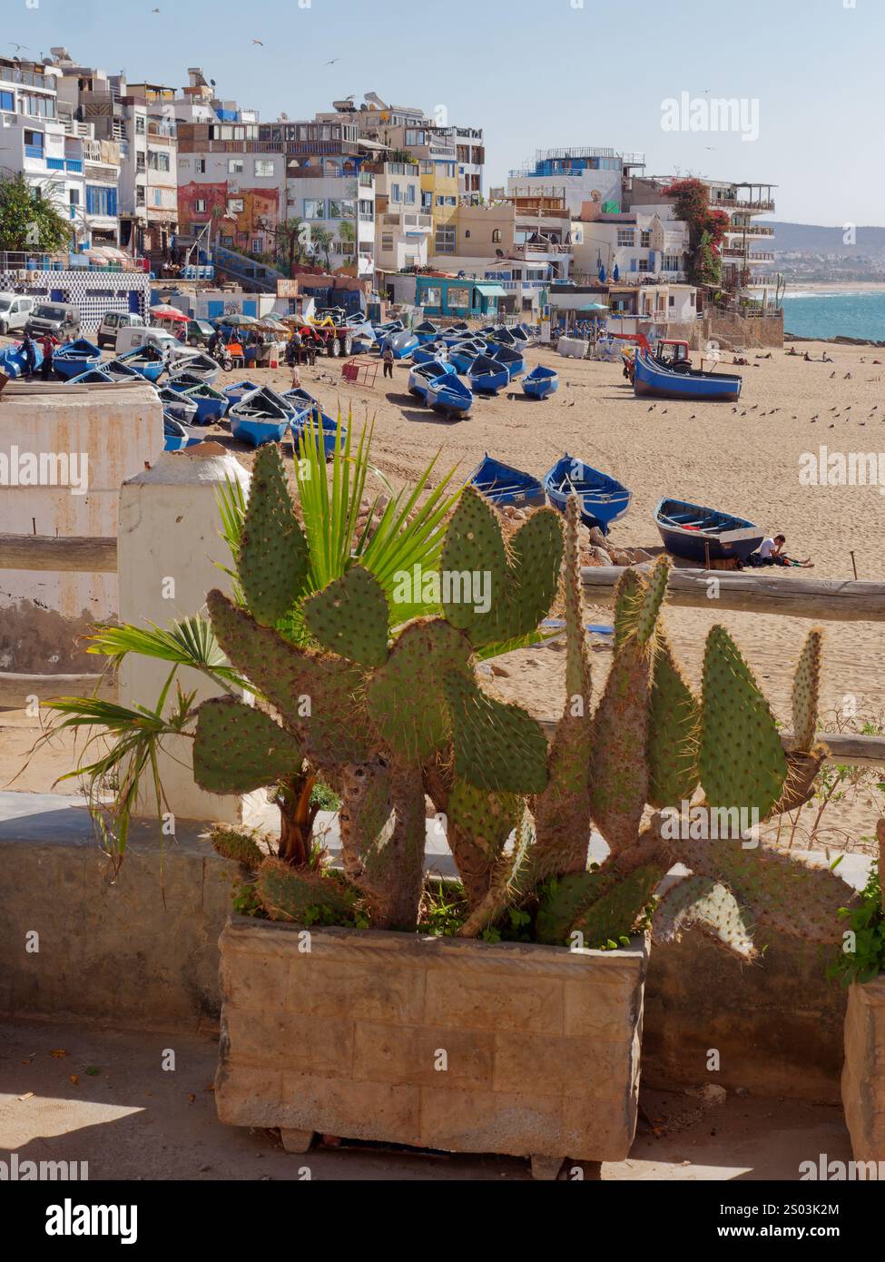 Cactus on beach hi-res stock photography and images - Alamy