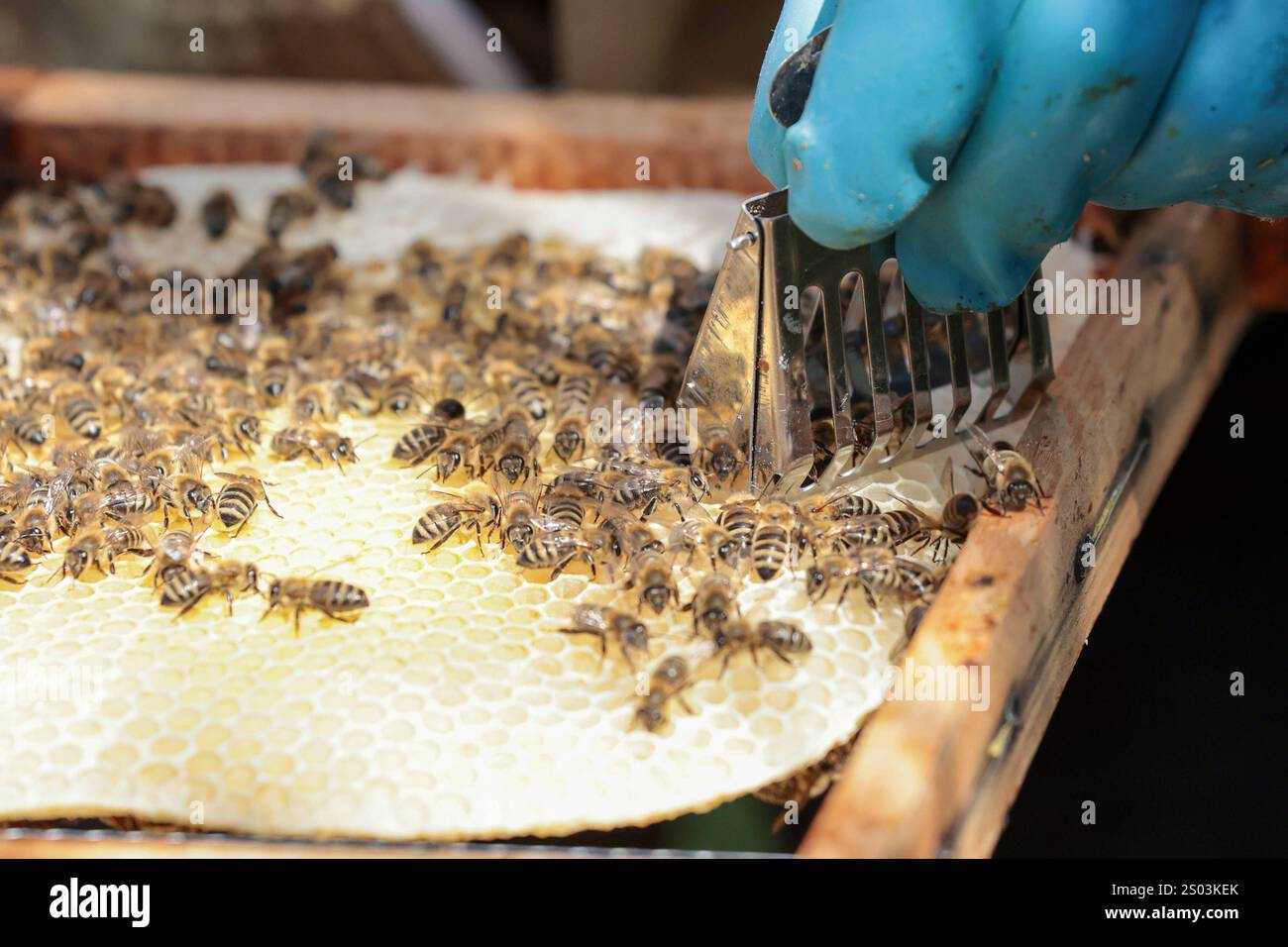Bienenkönigin-Markierflasche – Fänger & Käfig In Einem, Kunststoff, Einhand-Imkereiwerkzeug, Gelb Markierungskolben 9x4,2 Cm Bienenkönigin-Markierflasche – Fänger & Käfig In Einem, Kunststoff, Einhand-Imkereiwerkzeug, Gelb Markierungskolben 9x4,2 Cm