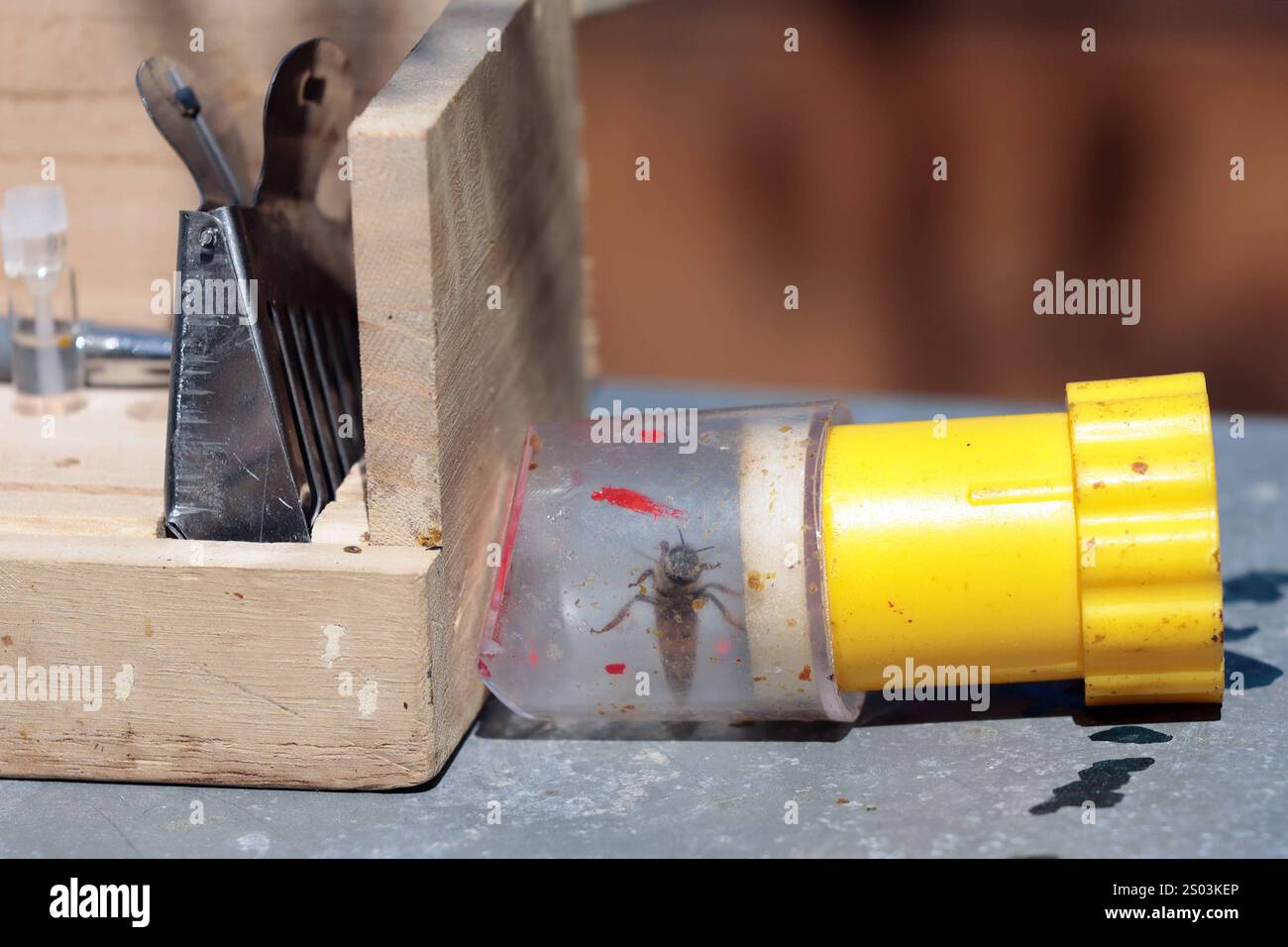 Predolo 2er-Pack Bienenkönigin-Fänger – Transparent, 30 Mm Einstieg, Imkerzubehör