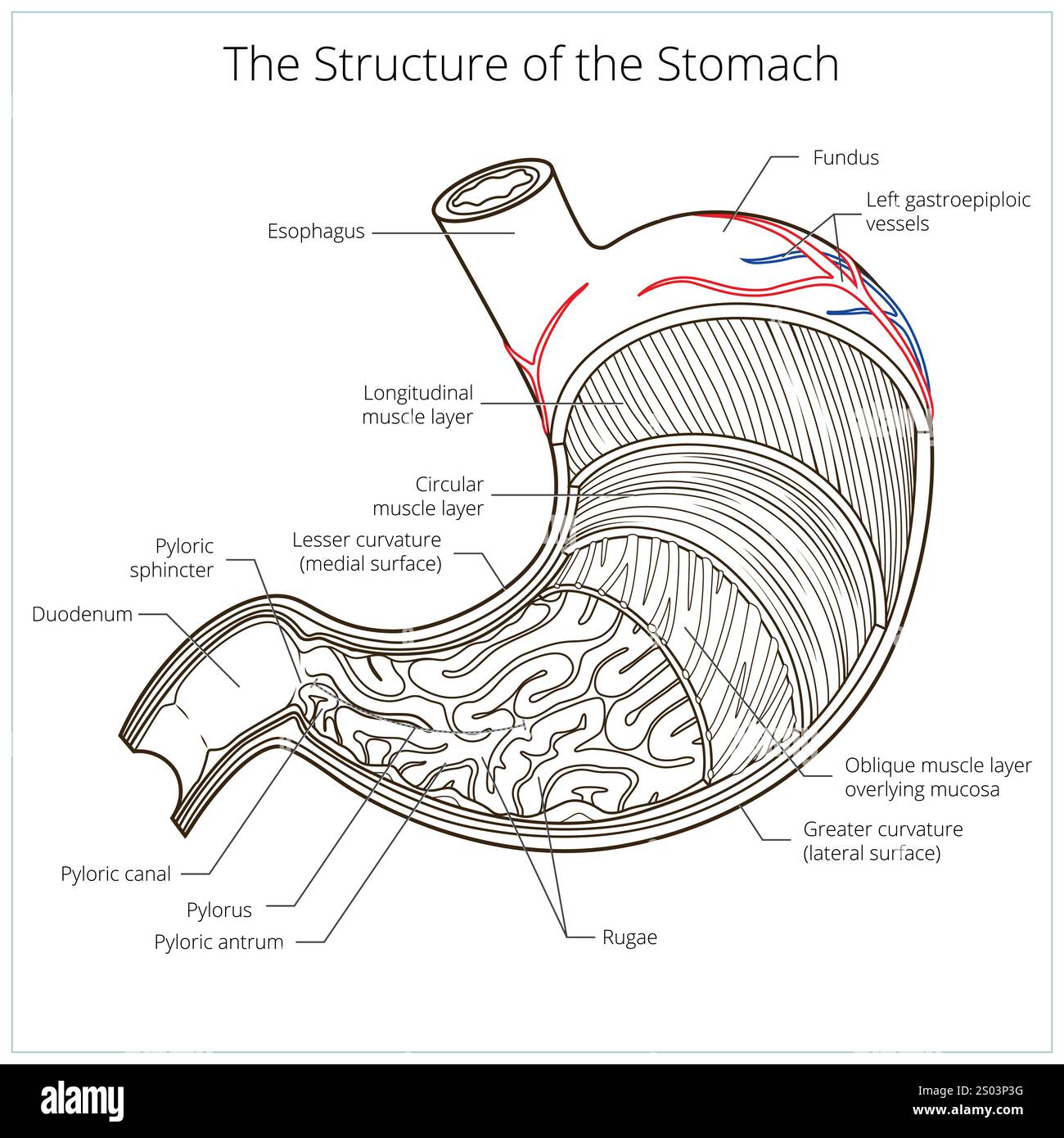 Structure of stomach medical educational vector Stock Vector