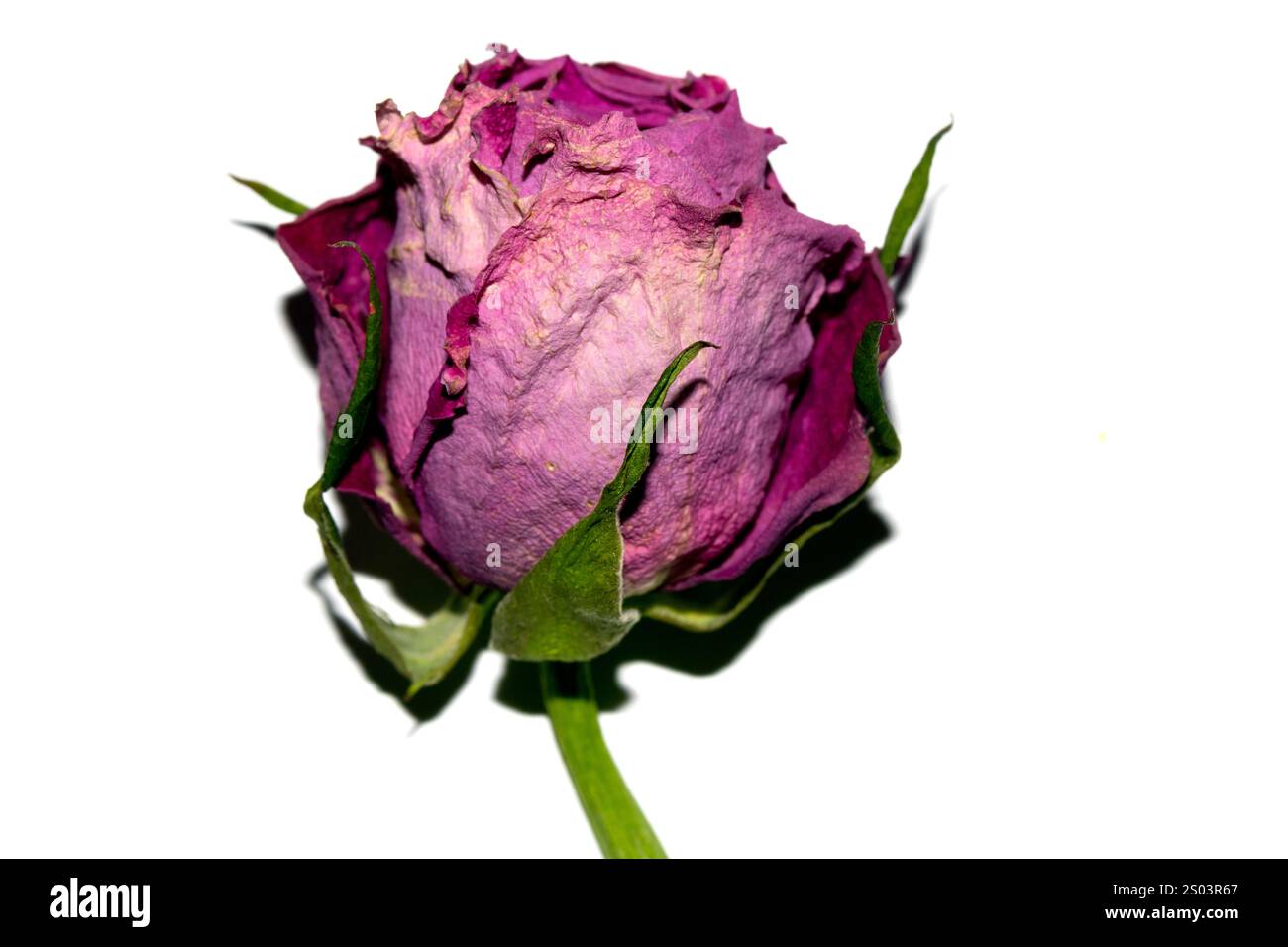 Close up of a Dried Dead Red Rose Flower and Petals Stock Photo - Alamy
