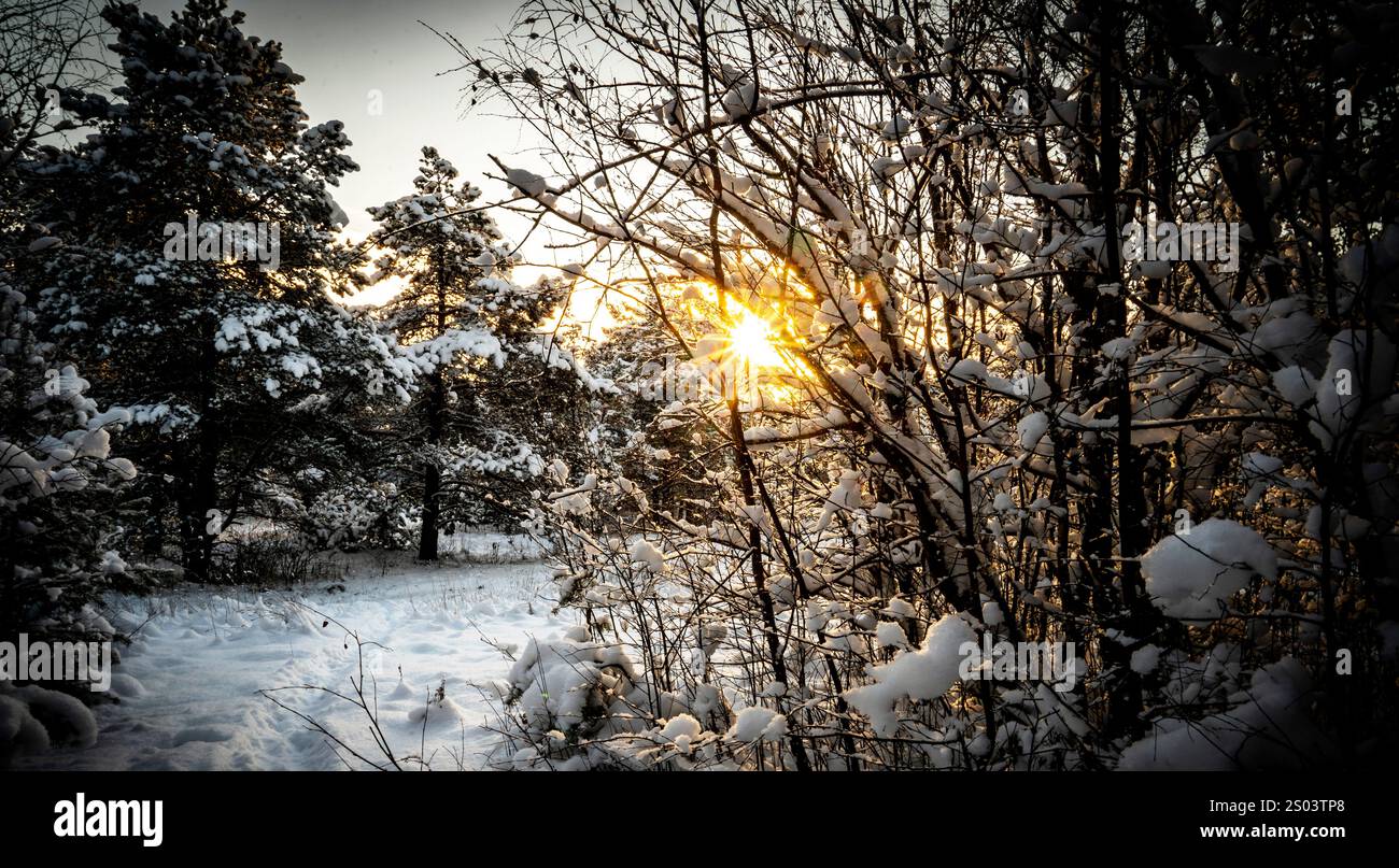 A serene winter landscape featuring snow-covered trees and a path leading through a forest. The sun is setting, casting a warm glow through the branch Stock Photo