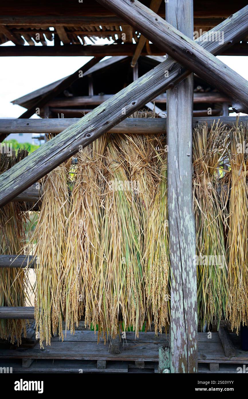 Close up of rice straw ,during the season of collecting the paddy Stock ...