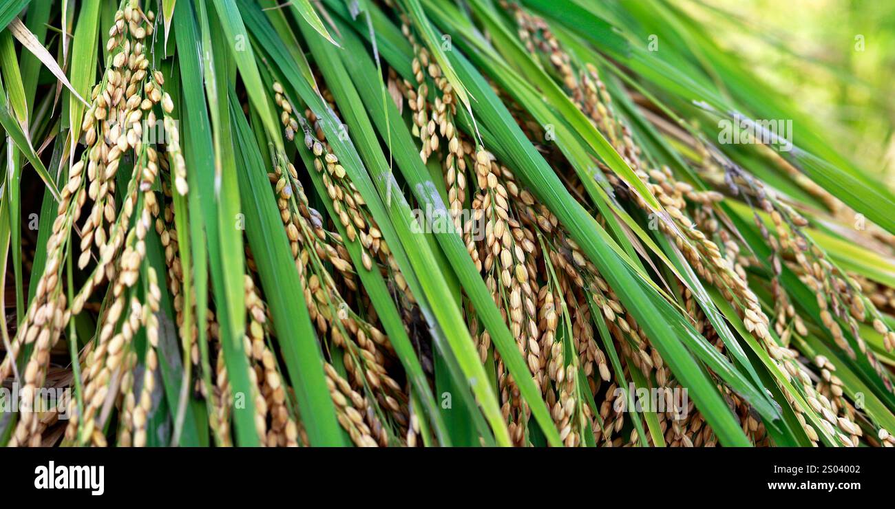 Close up of rice straw ,during the season of collecting the paddy Stock ...