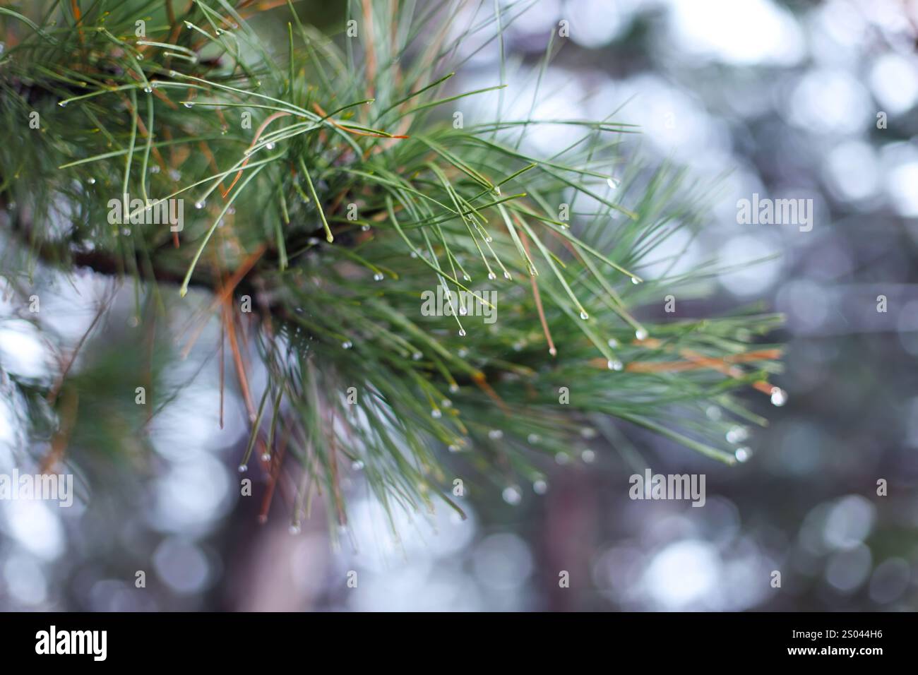 Green pine branches in winter Stock Photo