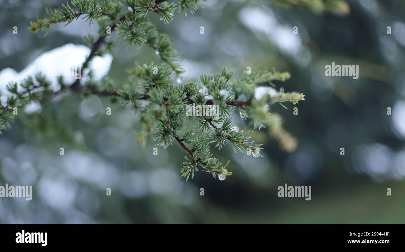 Green pine branches in winter Stock Photo