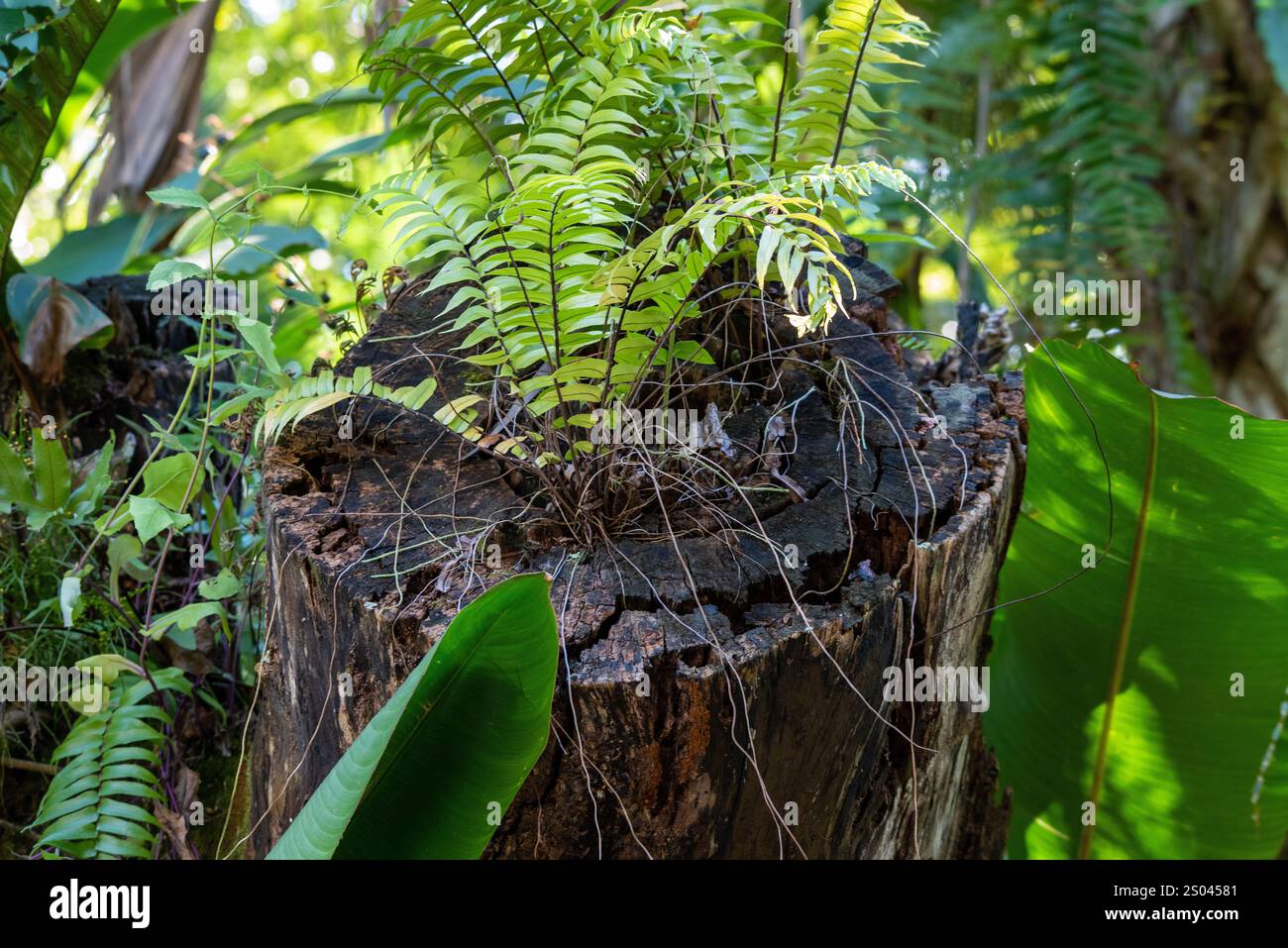 Fern Stock Photo