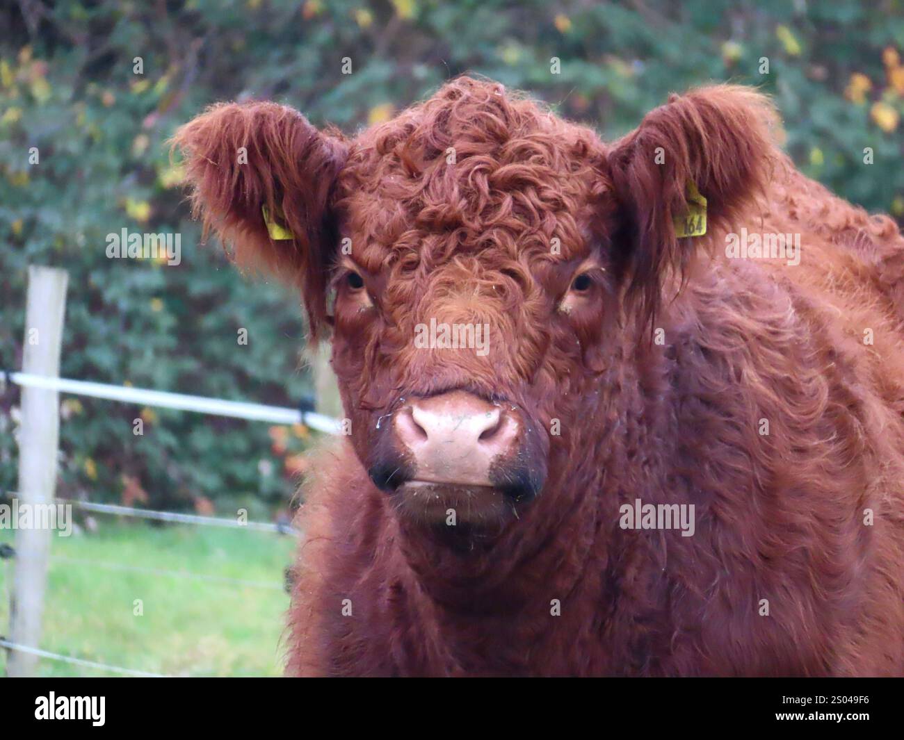 Mir Rind ...schau mir in die Augen Großer... Galloway Rind mit Portraet Blick ...